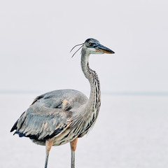 Heron 1
