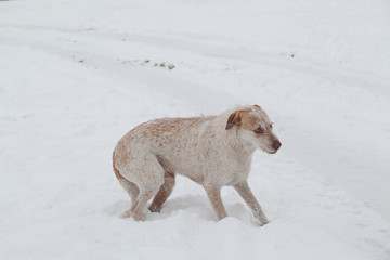 Fototapeta na wymiar The dog is playing in the snow. 