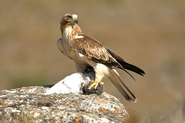 aguila calzada observa con presa en las garras