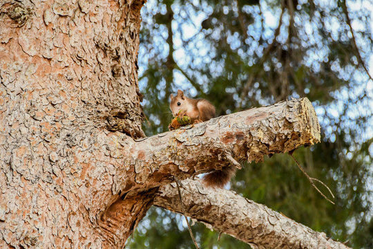 Squirrel eating pine cones on  pine tree