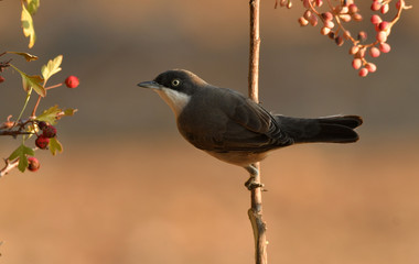 Curruca mirlona en el campo