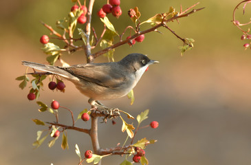 Curruca mirlona en el campo