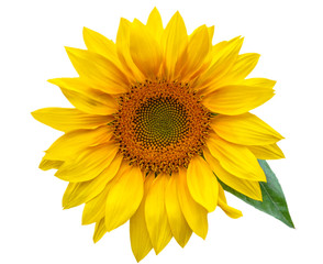 Fototapeta premium Flower of sunflower isolated on white background