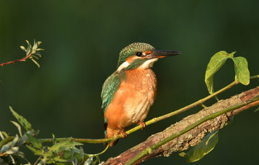 Fototapeta premium Martín pescador posado en su posadero habitural