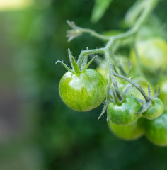 Grüne Cherry tomaten