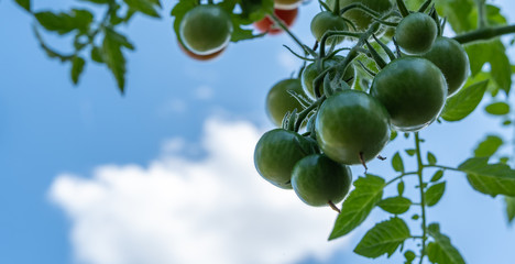 Cherry tomaten am Strauch
