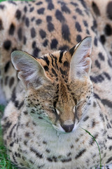 Serval cat (Leptailurus serval), sitting on green grass field, with closed eyes, head portrait