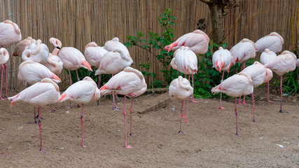 Pink Flamingos in captivity