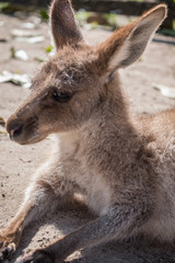 Joey relaxing in the sun 