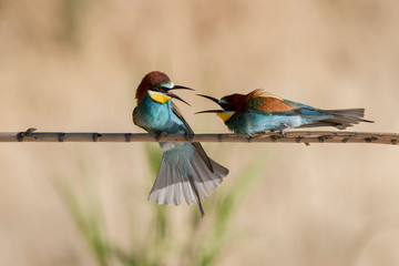 European bee-eater colony from Nin, Croatia