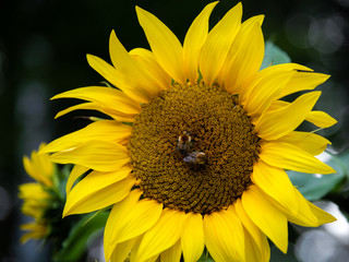 Obraz premium Two bees gathering honey on a sunflower