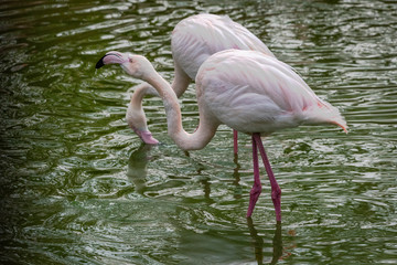 Pink Flamingos in captivity
