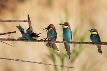European bee-eater colony from Nin, Croatia