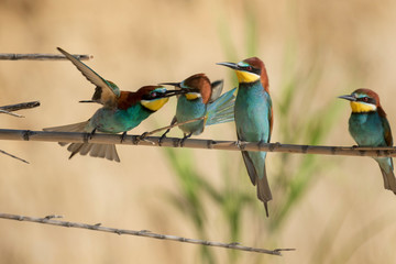 European bee-eater colony from Nin, Croatia
