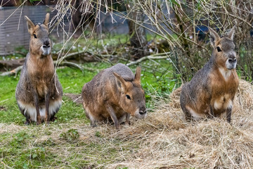 Patagonian Mara in captivity