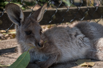 Joey with a leaf 