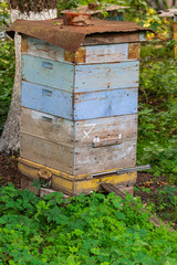 Weathered bee wooden hive, with green vegetation background