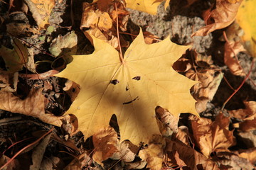 Golden autumn. Maple leaf with a cheerful smiley (painted smile) in a heap of autumn dry leaves. Autumn forest landscape and background