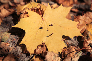 Golden autumn. Maple leaf with a cheerful smiley (painted smile) in a heap of autumn dry leaves. Autumn forest landscape and background
