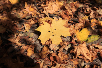 Golden autumn. Maple leaf with a cheerful smiley (painted smile) in a heap of autumn dry leaves. Autumn forest landscape and background