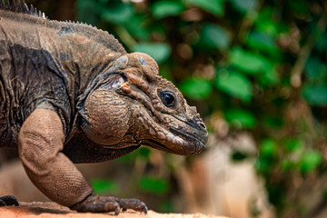Rhinoceros iguana in captivity, close up