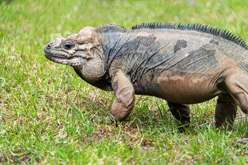 Rhinoceros iguana in captivity, close up