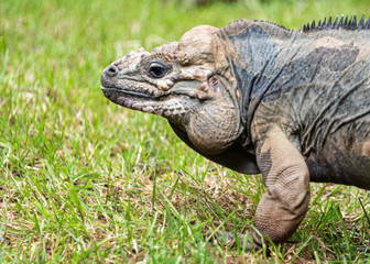 Rhinoceros iguana in captivity, close up