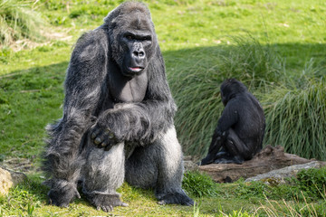 Male silver back Gorilla