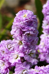 ストックベイビー10