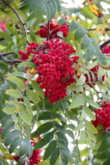 セイヨウナナカマド02