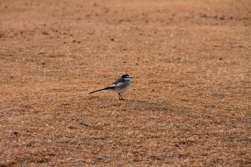 ハクセキレイ01