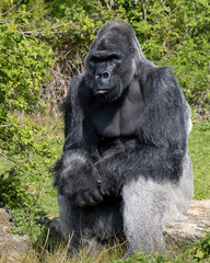Naklejka premium Male silver back Gorilla
