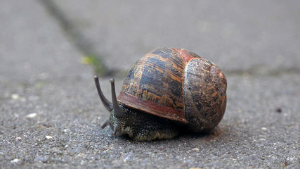 Snail crawling on the asphalt