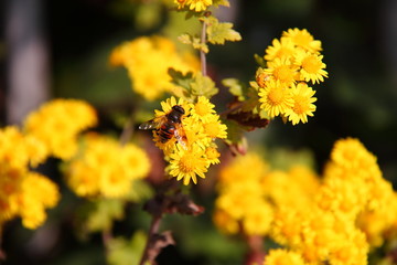 黄色い花と蜂01
