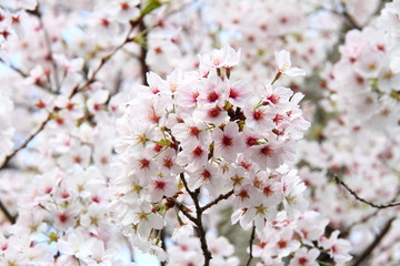 桜152