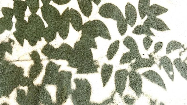 Leaves  shadow on the wall, Chiangmai  Thailand