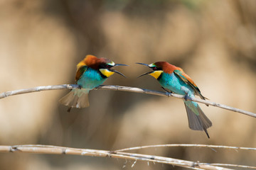 European bee-eater colony from Nin, Croatia