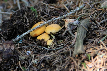 Pilze im Unterholz