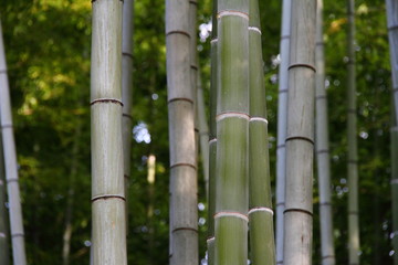 Naklejka premium 竹林143