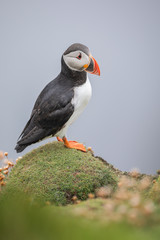 Atlantic puffin in Shetland