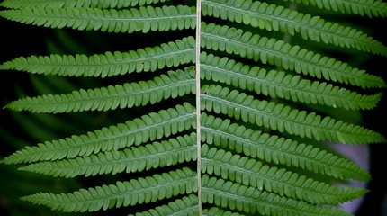 Close up view of a green leaf of fern in the garden on a dark background.