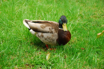 DRAKE ON THE  GRASS with colorful fathers, in a summer day 