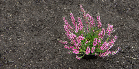 Erika, Heidekraut, Calluna vulgaris, Textraum