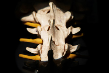 Close-up back view of artificial human lumbar spine model