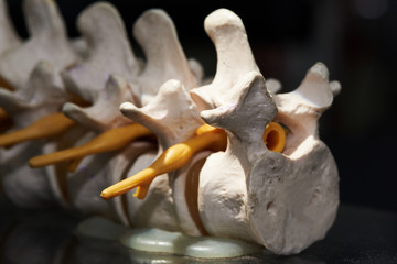 Close-up view of artificial human lumbar spine model