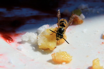Wespe beim Kaiserschmarren