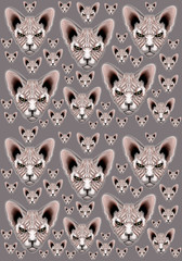 pattern with cat sphinx, bald cat