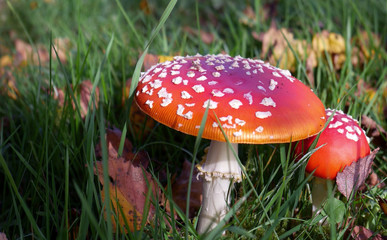 Two mushroom on a background of grass and leaves