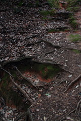 木の根08