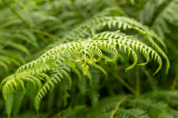 New Shoots Fern leaf